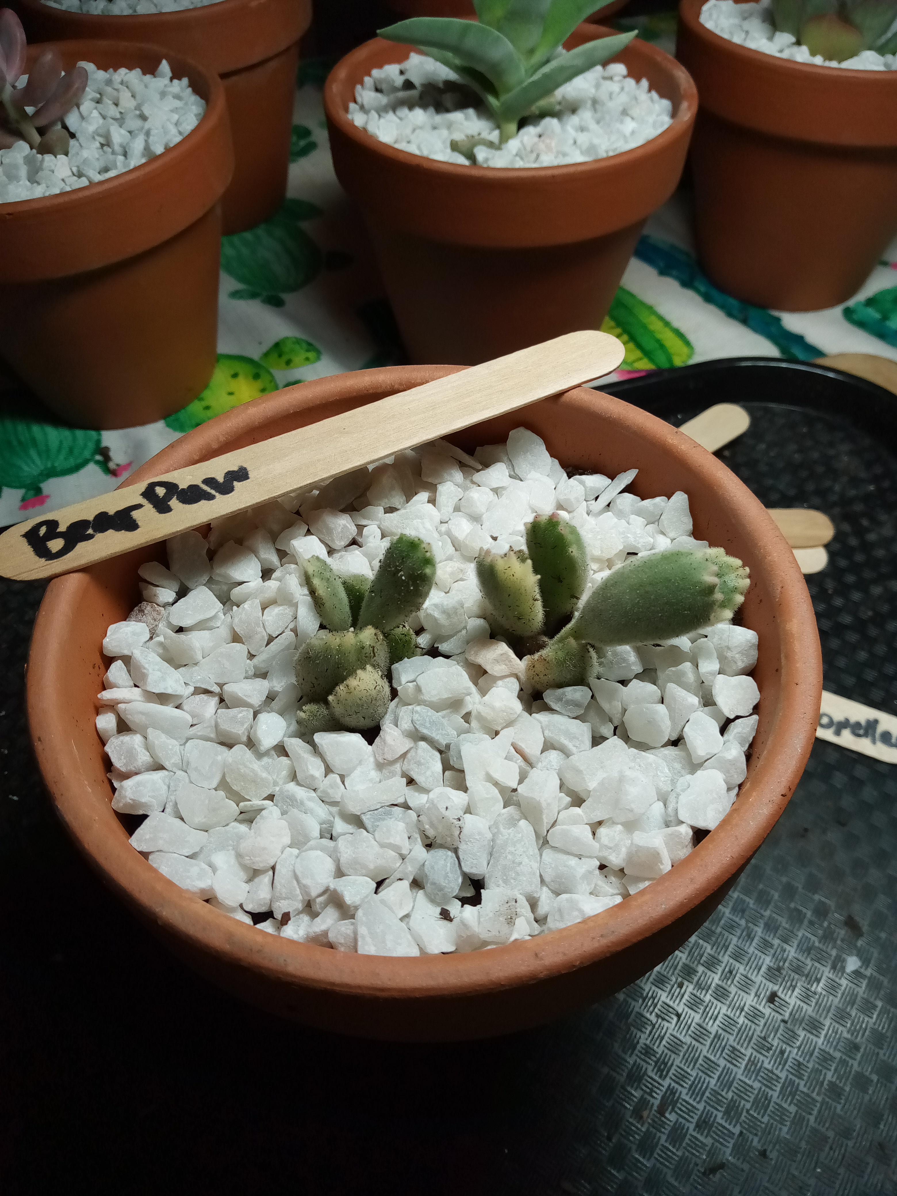 Cotyledon tomentosa - Bear Paw.jpg